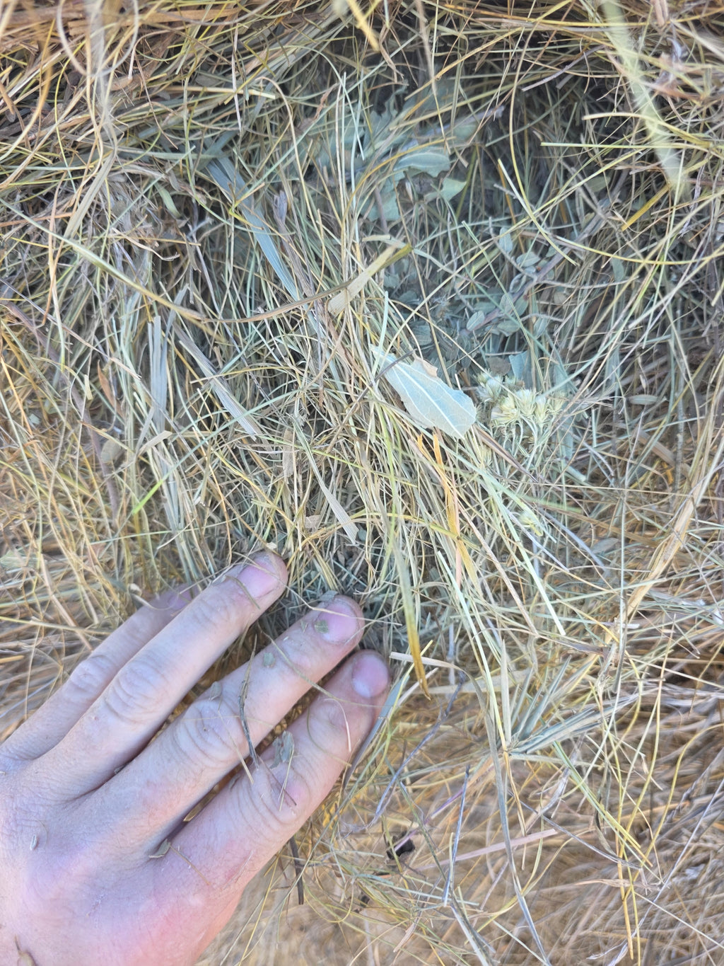 Lot 228 - Native Prairie