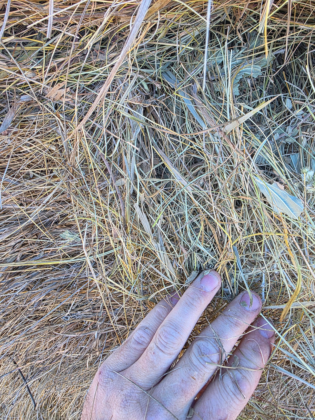 Lot 228 - Native Prairie