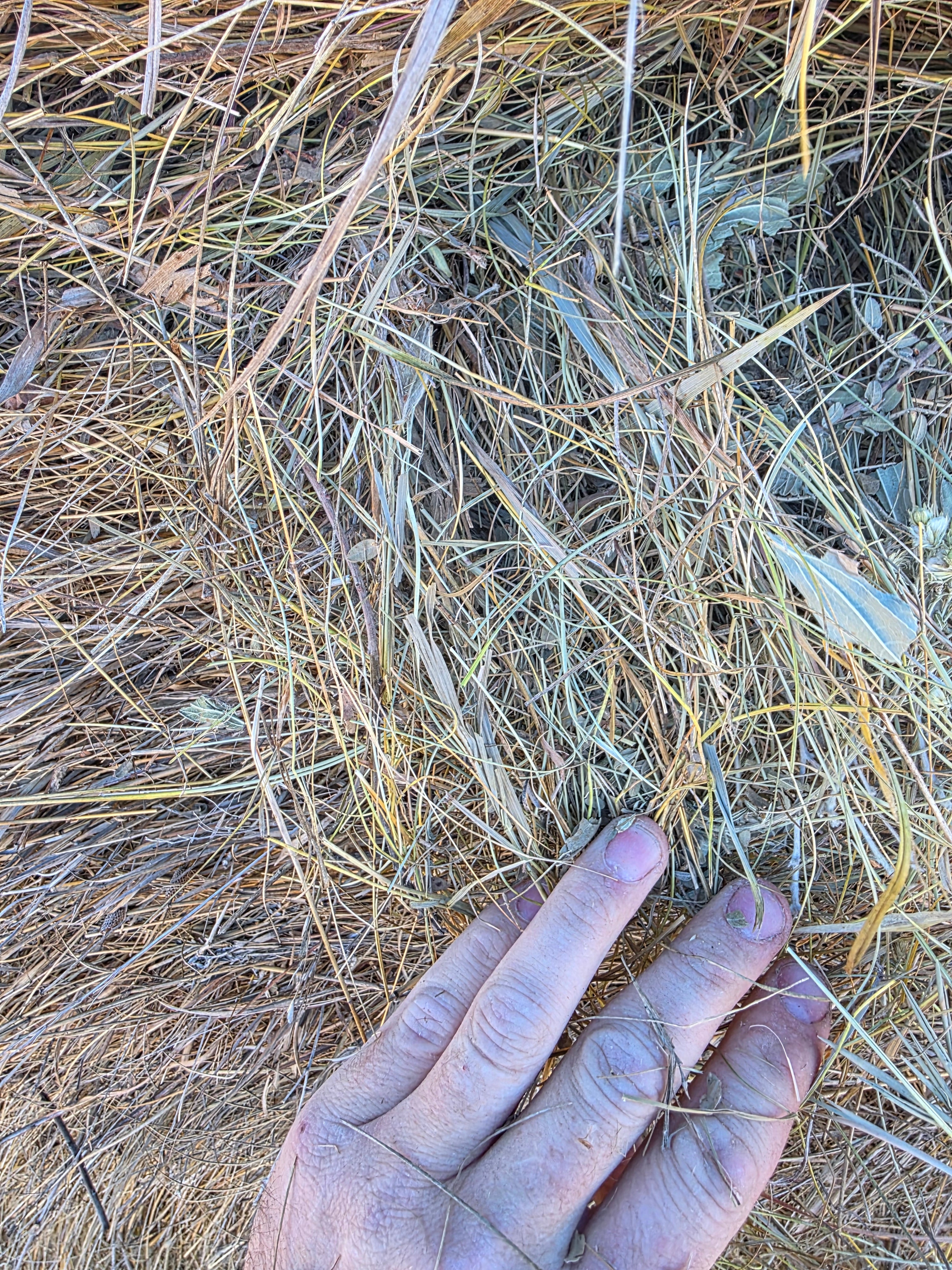 Lot 228 - Native Prairie