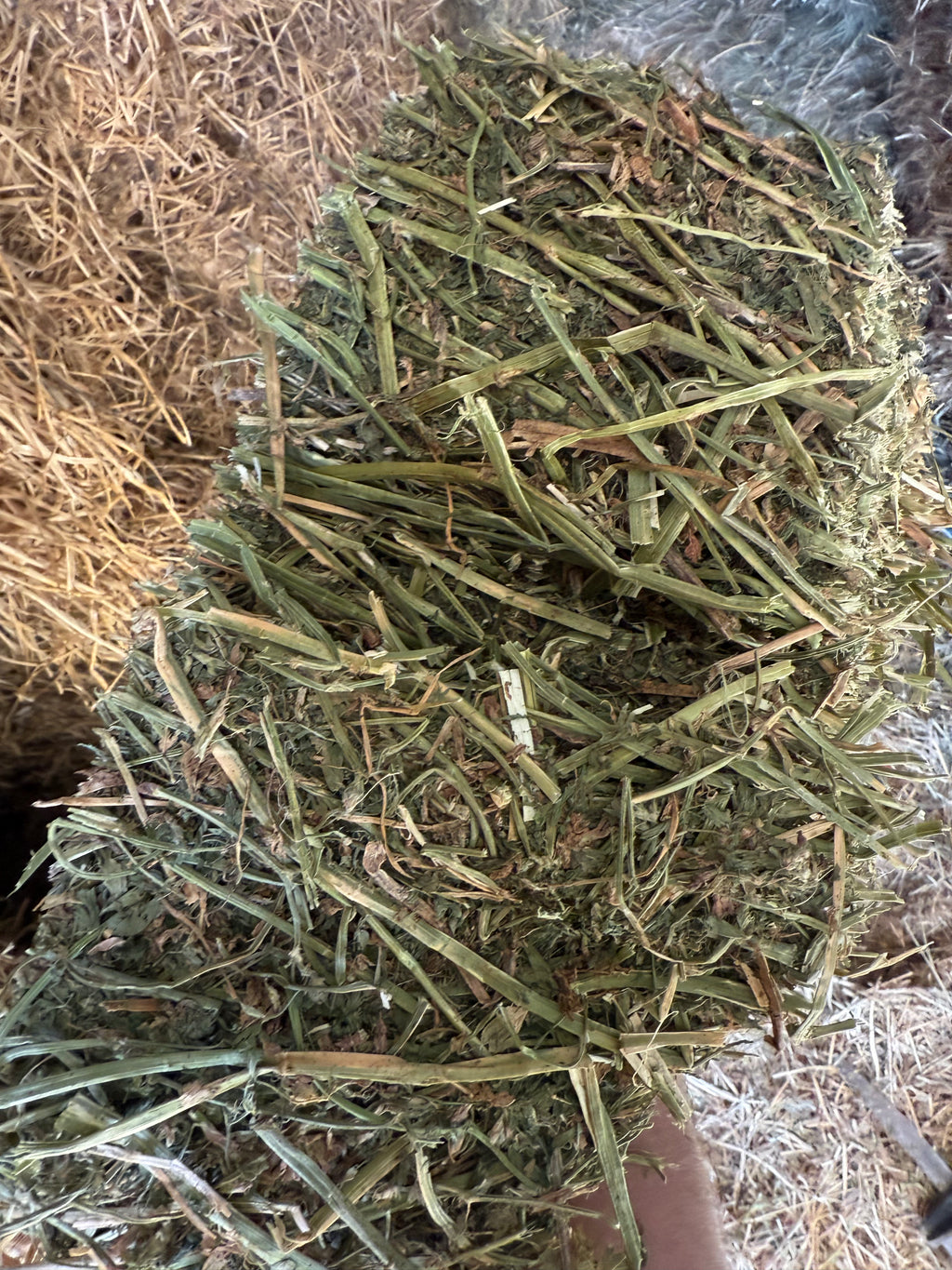 Lot 495 - 130 RFV Alfalfa