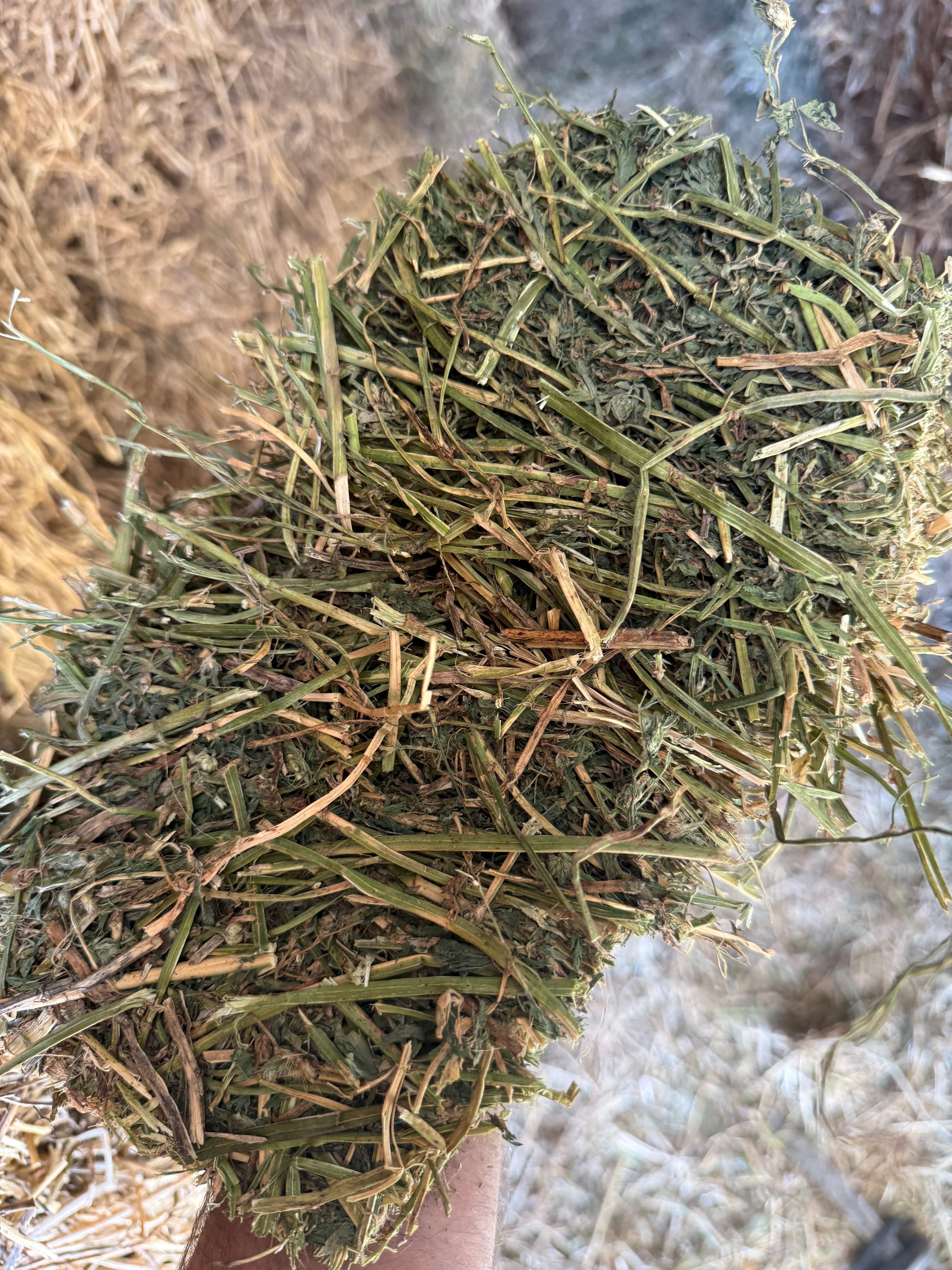 Lot 495 - 130 RFV Alfalfa