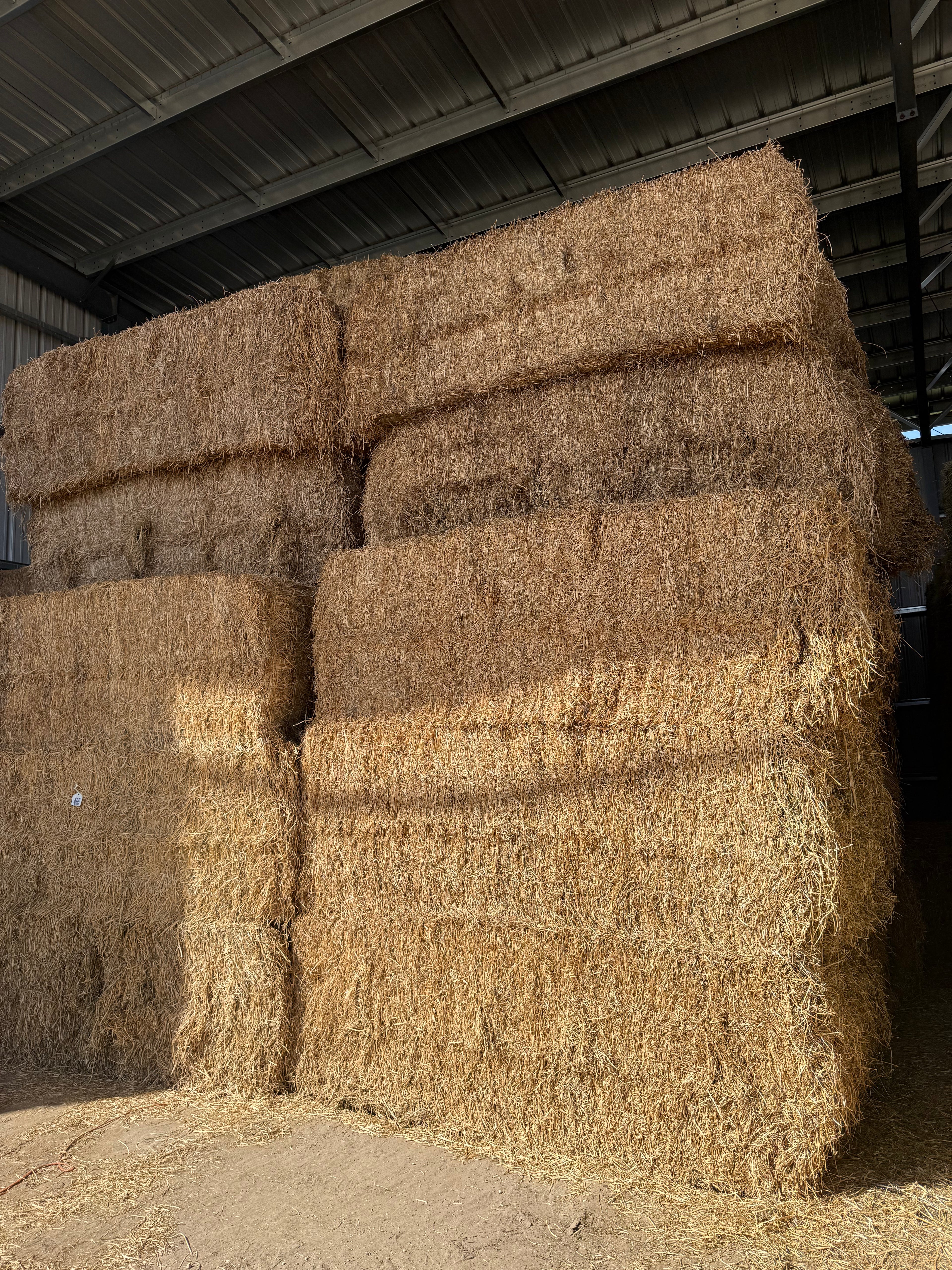 Lot 495 - 130 RFV Alfalfa