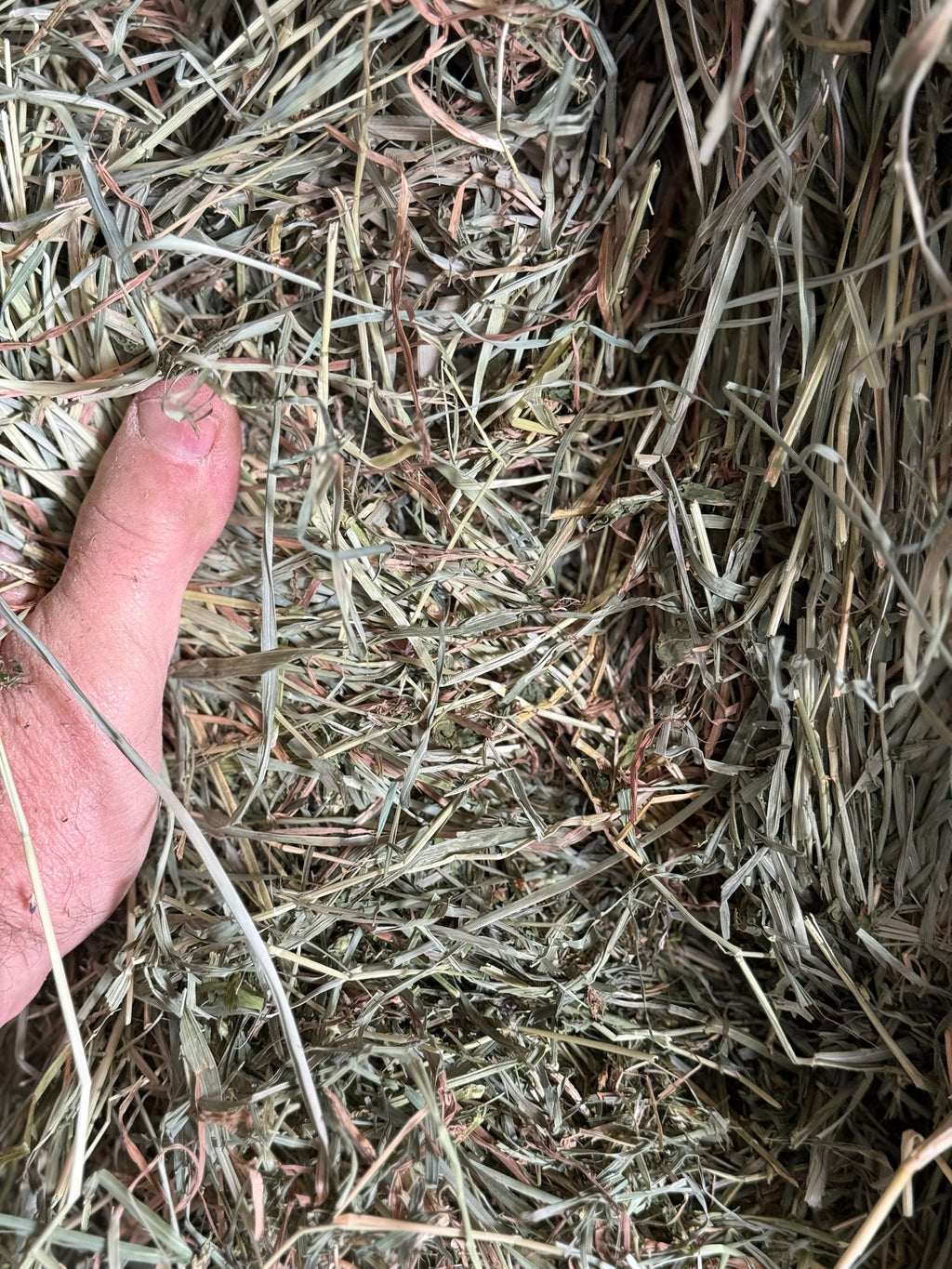 T001 - Premium Mixed Grass