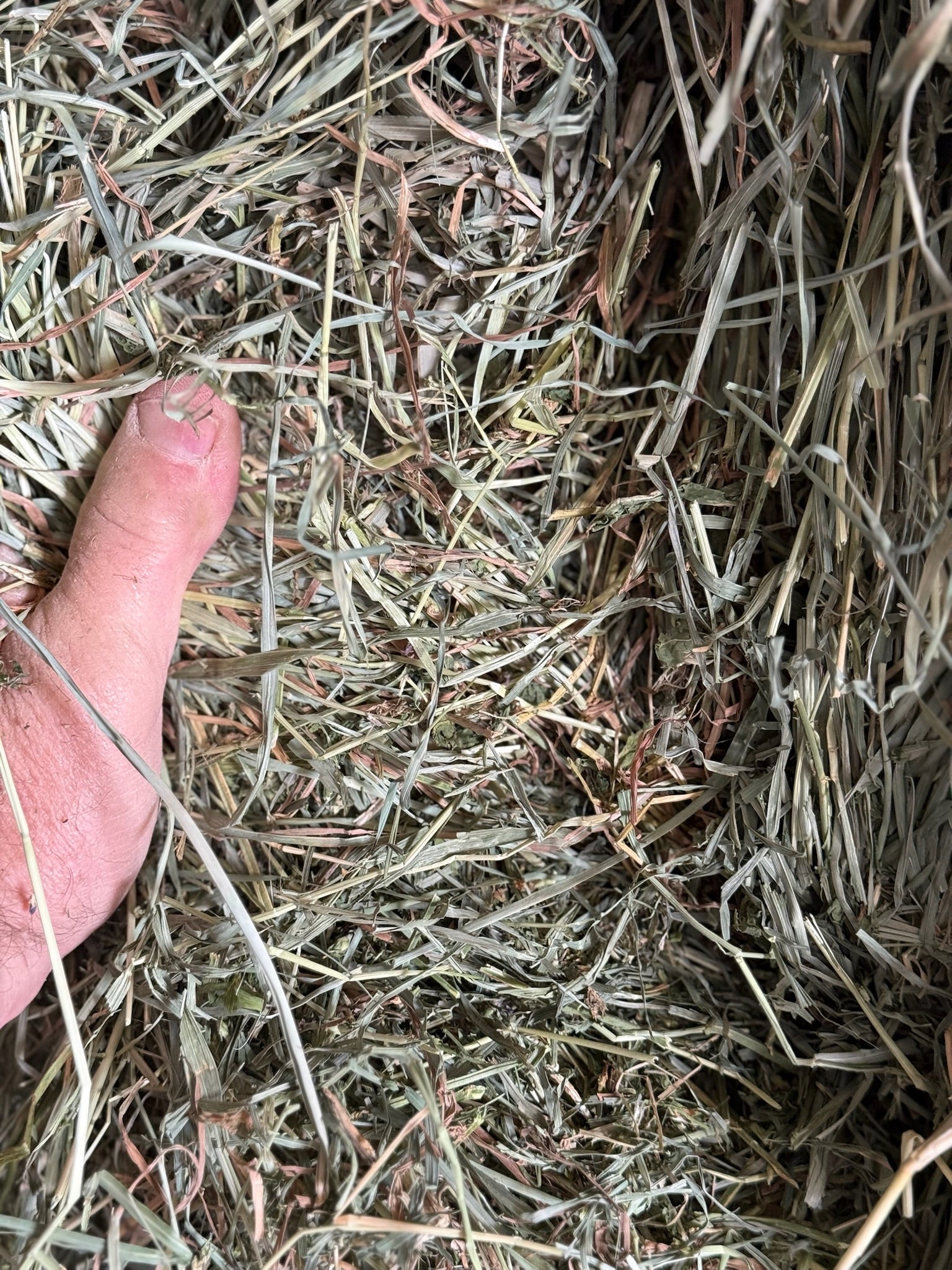 T001 - Premium Mixed Grass