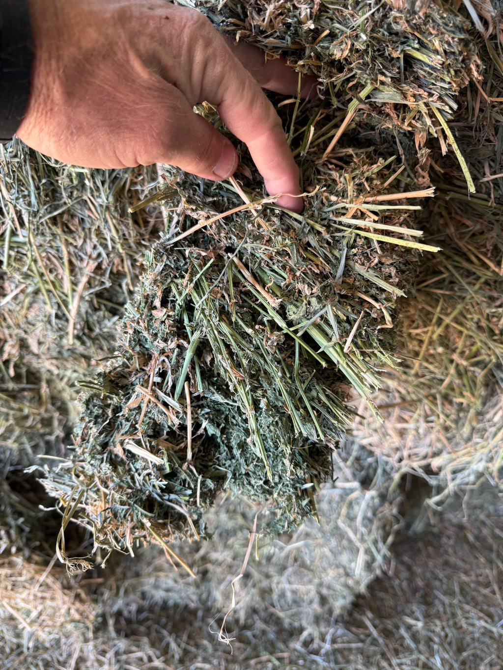 T002 - Premium Mixed Grass