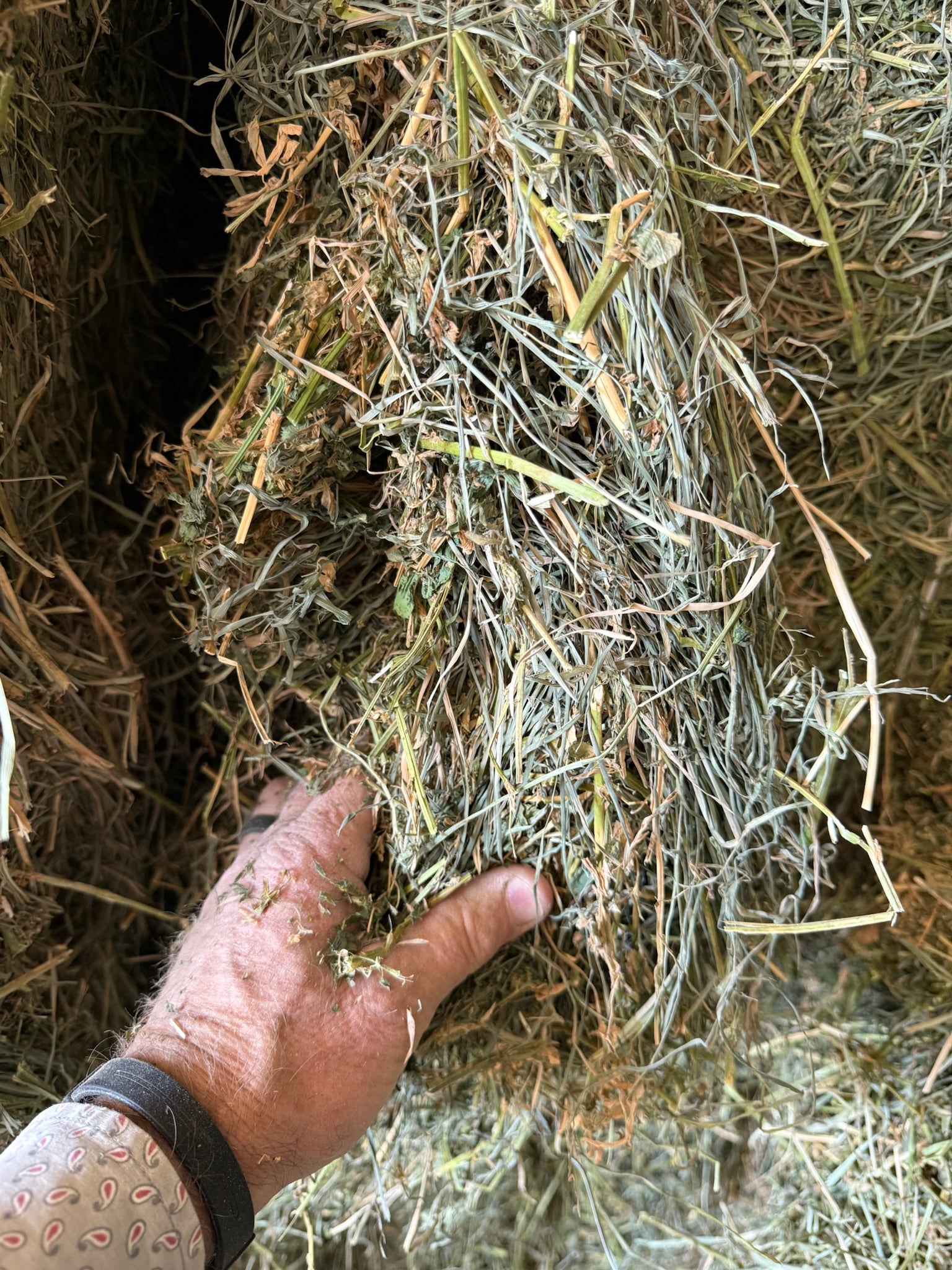 T002 - Premium Mixed Grass