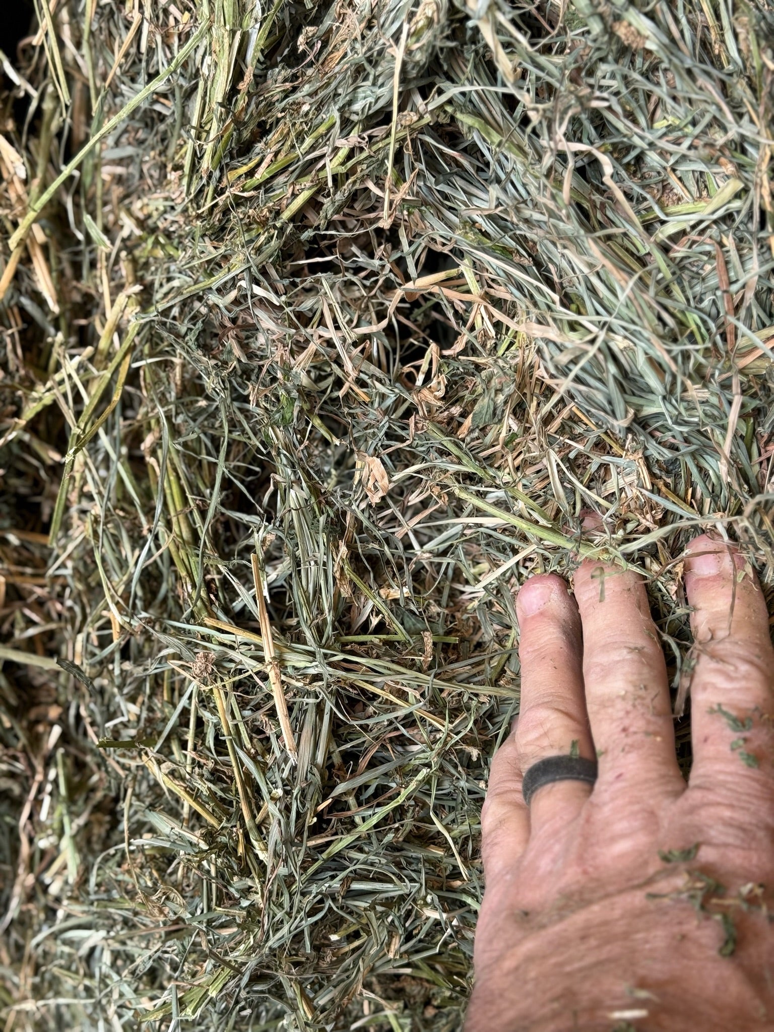 T002 - Premium Mixed Grass